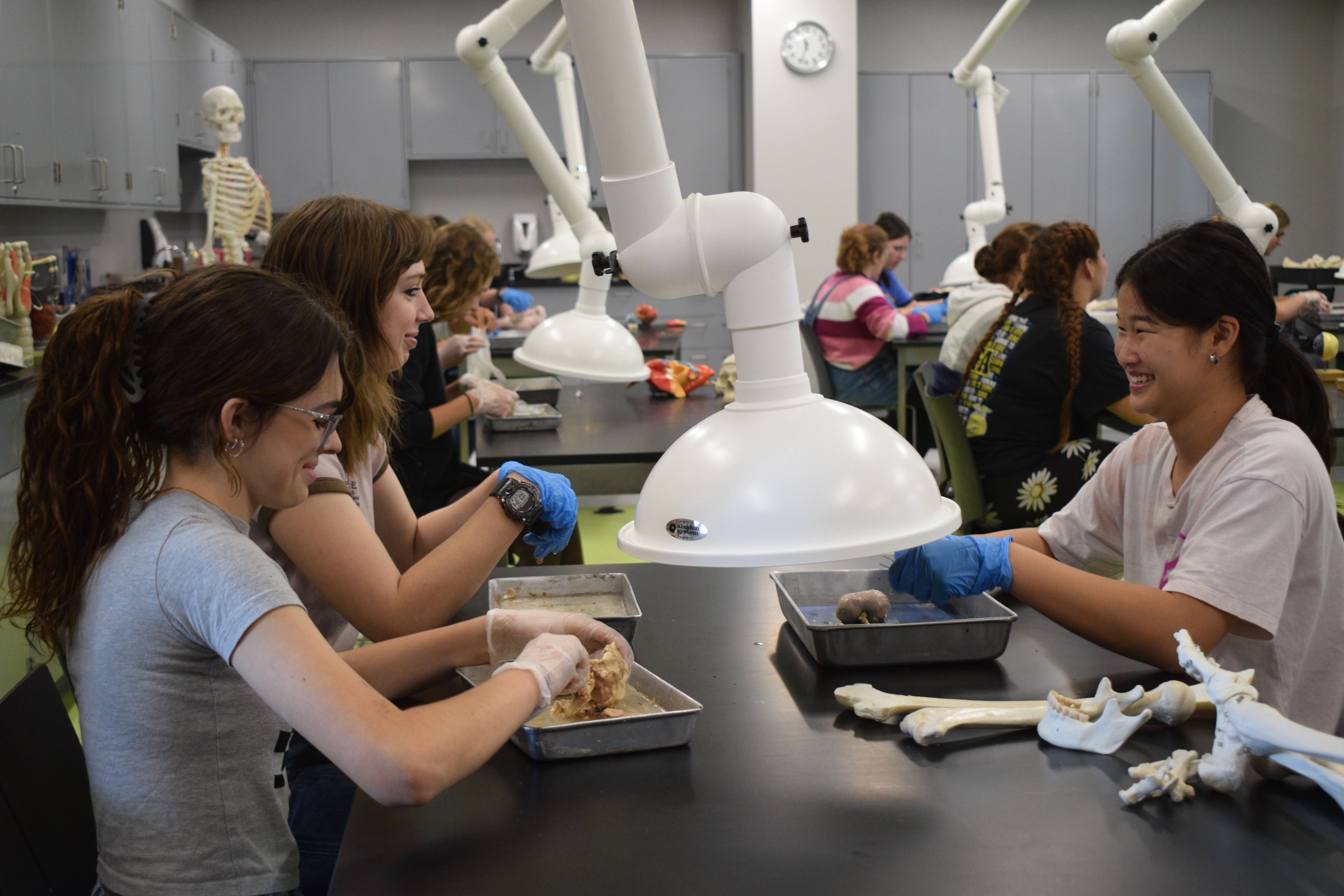Female high school students dissect animal organs in a VU lab.